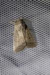 Hoplodrina ambigua