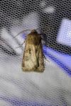 Agrotis bigramma