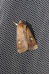 Xestia xanthographa