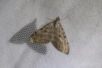 Aplocera efformata/plagiata
