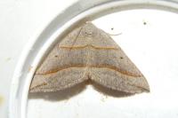 Scotopteryx luridata/mucronata