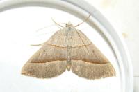 Scotopteryx luridata/mucronata