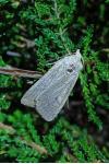 Xestia castanea
