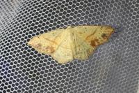 Cyclophora punctaria