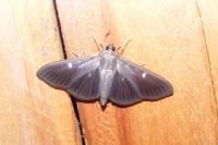 Cydalima perspectalis