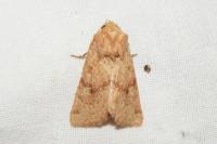 Luperina rubella
