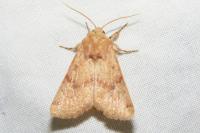 Luperina rubella