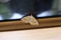 Camptogramma bilineata