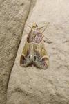 Pyralis farinalis