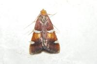 Pyralis regalis