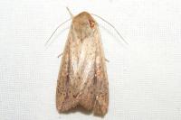 Mythimna unipuncta