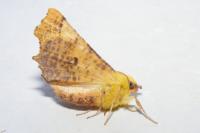 Ennomos alniaria