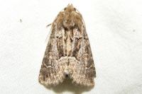 Thalpophila matura