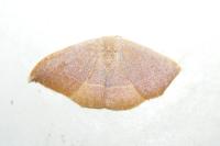 Watsonalla uncinula