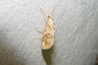 Cynaeda dentalis