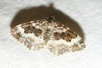 Epirrhoe alternata