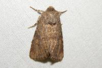 Luperina testacea