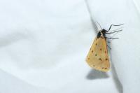 Setina irrorella irrorella