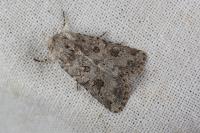 Anarta sodae