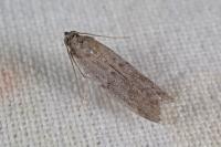 Cadra figulilella