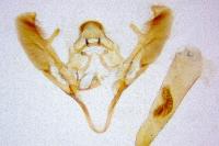 Cadra figulilella