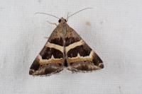 Grammodes stolida