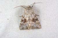 Hecatera weissi