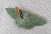 Phaiogramma etruscaria