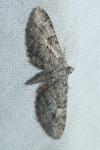 Eupithecia pusillata