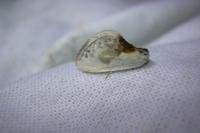 Cilix glaucata