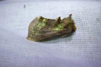 Diachrysia chrysitis