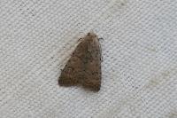 Caradrina clavipalpis