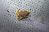 Hypsopygia costalis