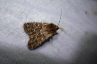 Lycophotia porphyrea