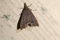 Diplopseustis perieresalis