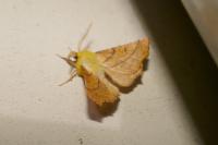 Ennomos alniaria