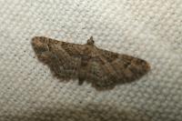 Gymnoscelis rufifasciata