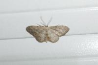 Idaea seriata