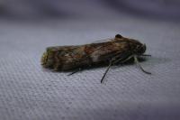Phycita roborella