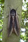 Sphinx ligustri