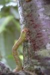 Biston betularia