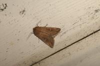 Mythimna albipuncta