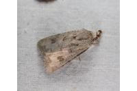 Anarta sodae