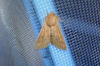 Mythimna vitellina