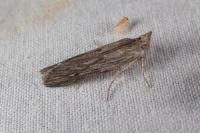 Epischnia prodromella