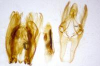 Epischnia prodromella