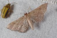 Idaea infirmaria