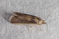 Isauria dilucidella
