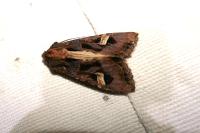 Trigonophora flammea