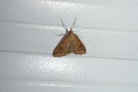 Udea ferrugalis